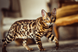 asian leopard cat