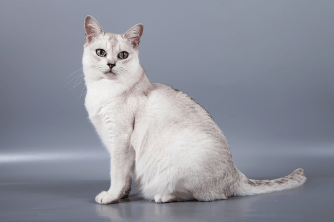 burmilla 3