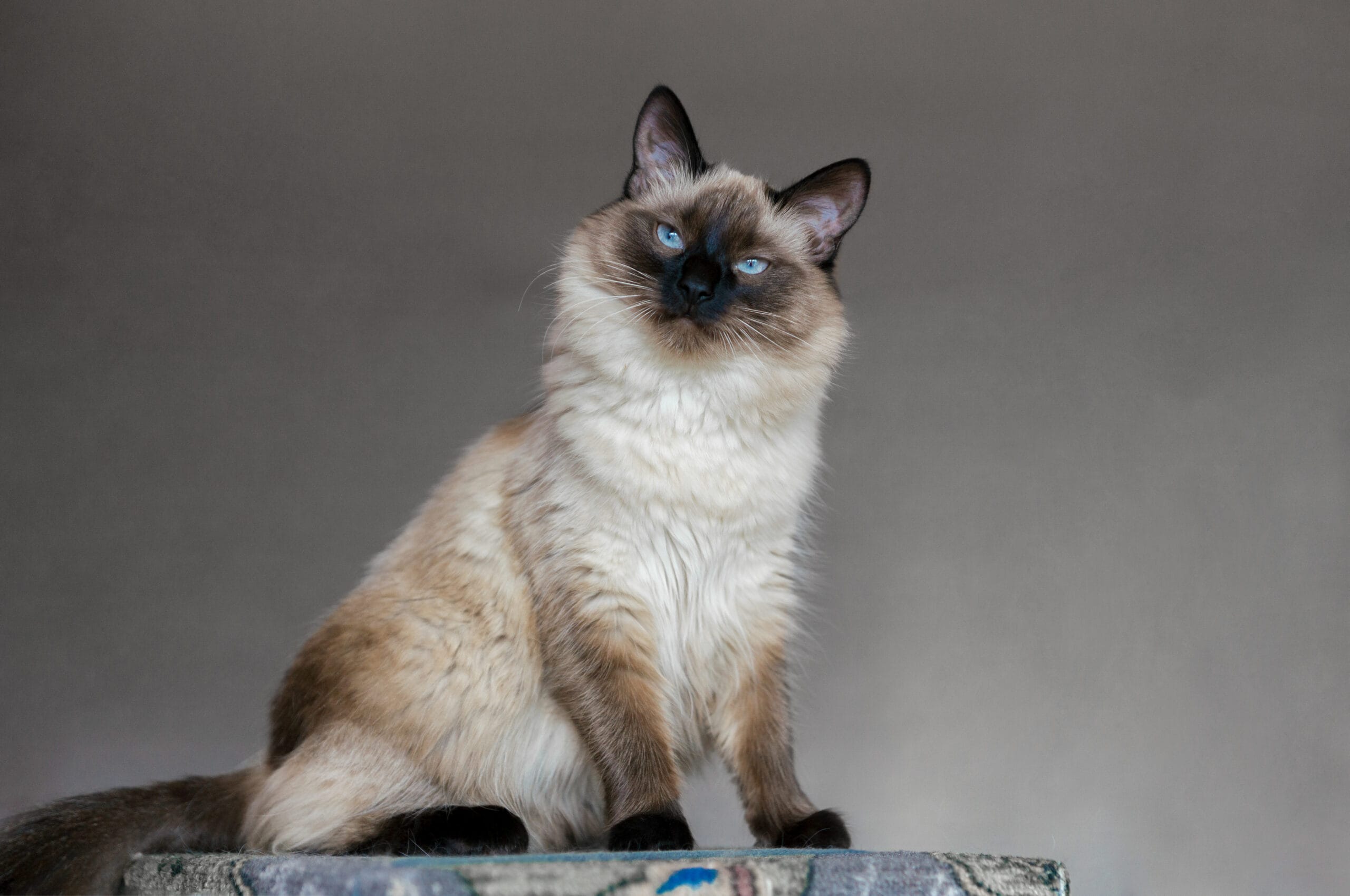 balinese - hypoallergenic cat breed