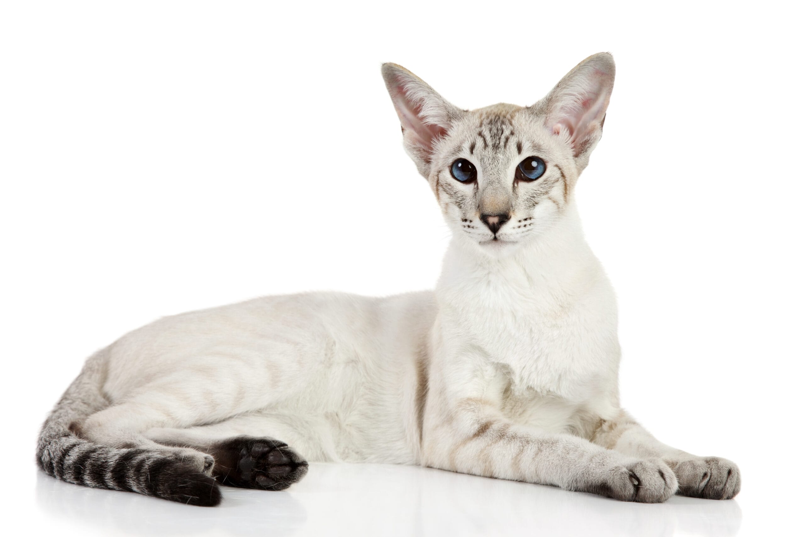 Oriental Shorthair - hypoallergenic kitten for sale