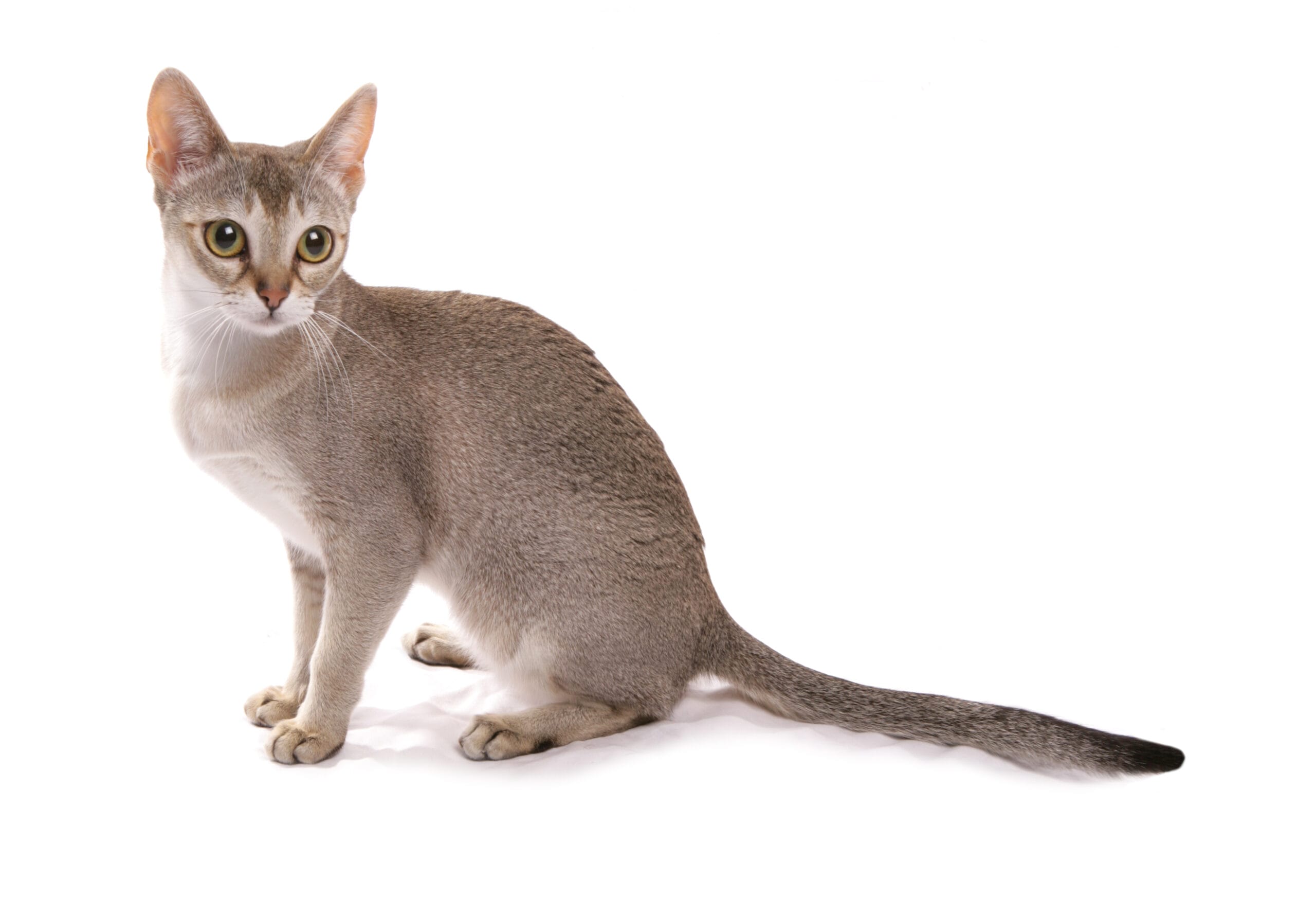 Singapura,Adult,Cat,Sitting,Isolated,On,A,White,Background singapura cat - rarest breeds