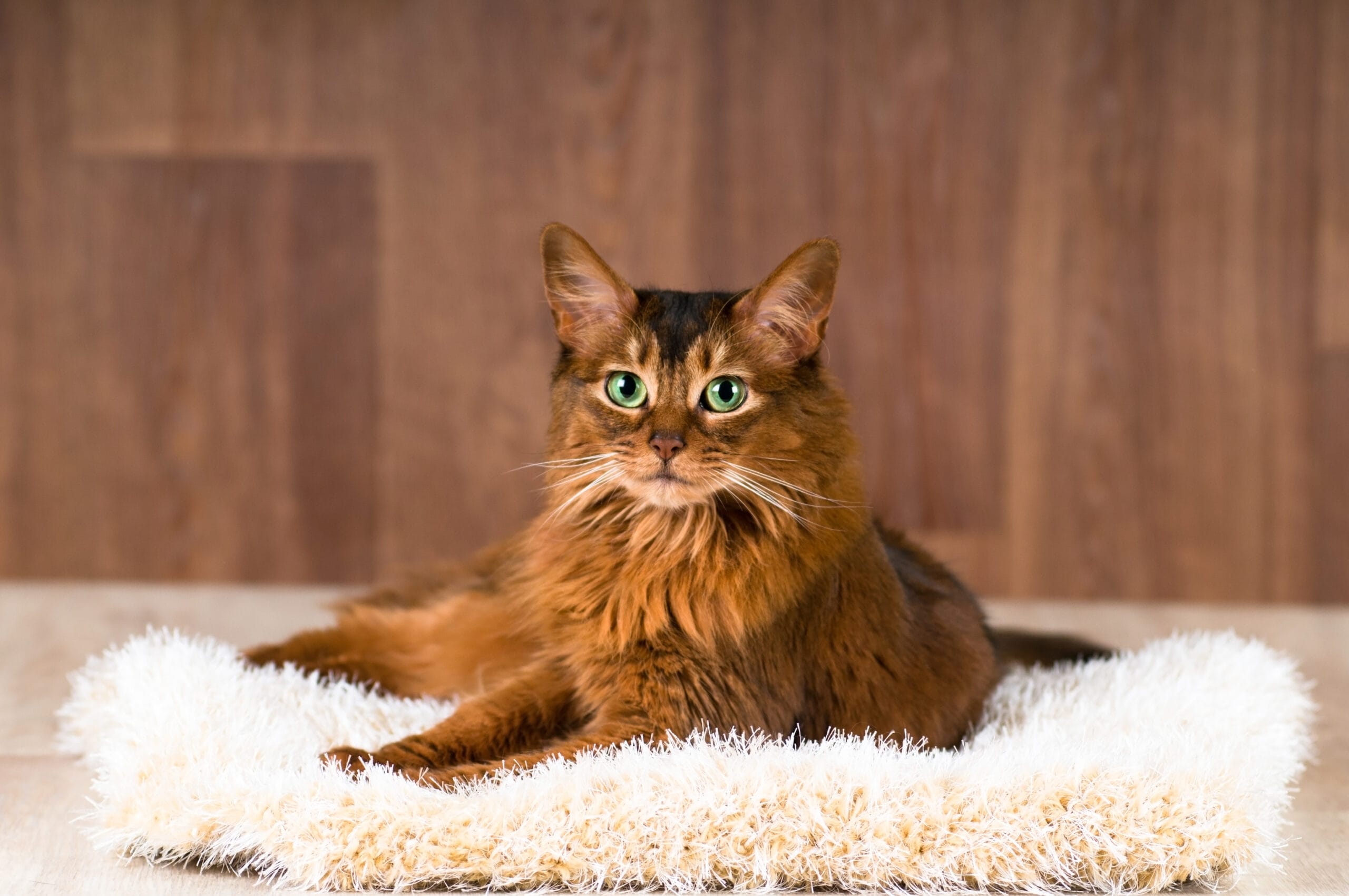 Somali,Cat,Portrait,On,Fluffy,Bed,Lying,And,Looking,At somali cat laying down
