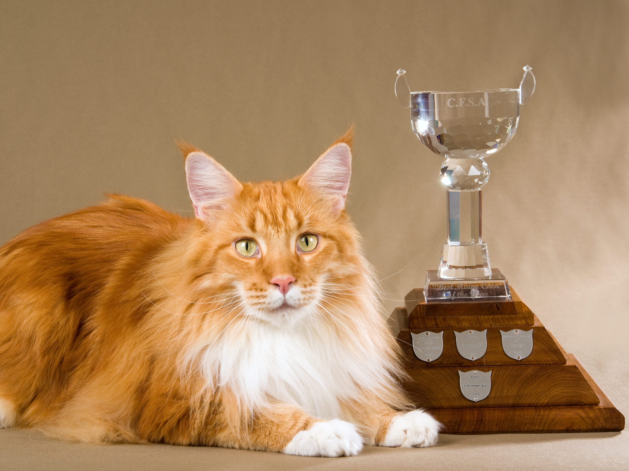 Champion Maine Coon Ginger Cat next to trophy