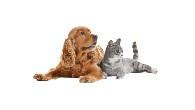 Purebred English Cocker Spaniel and British Shorthair cat laying together