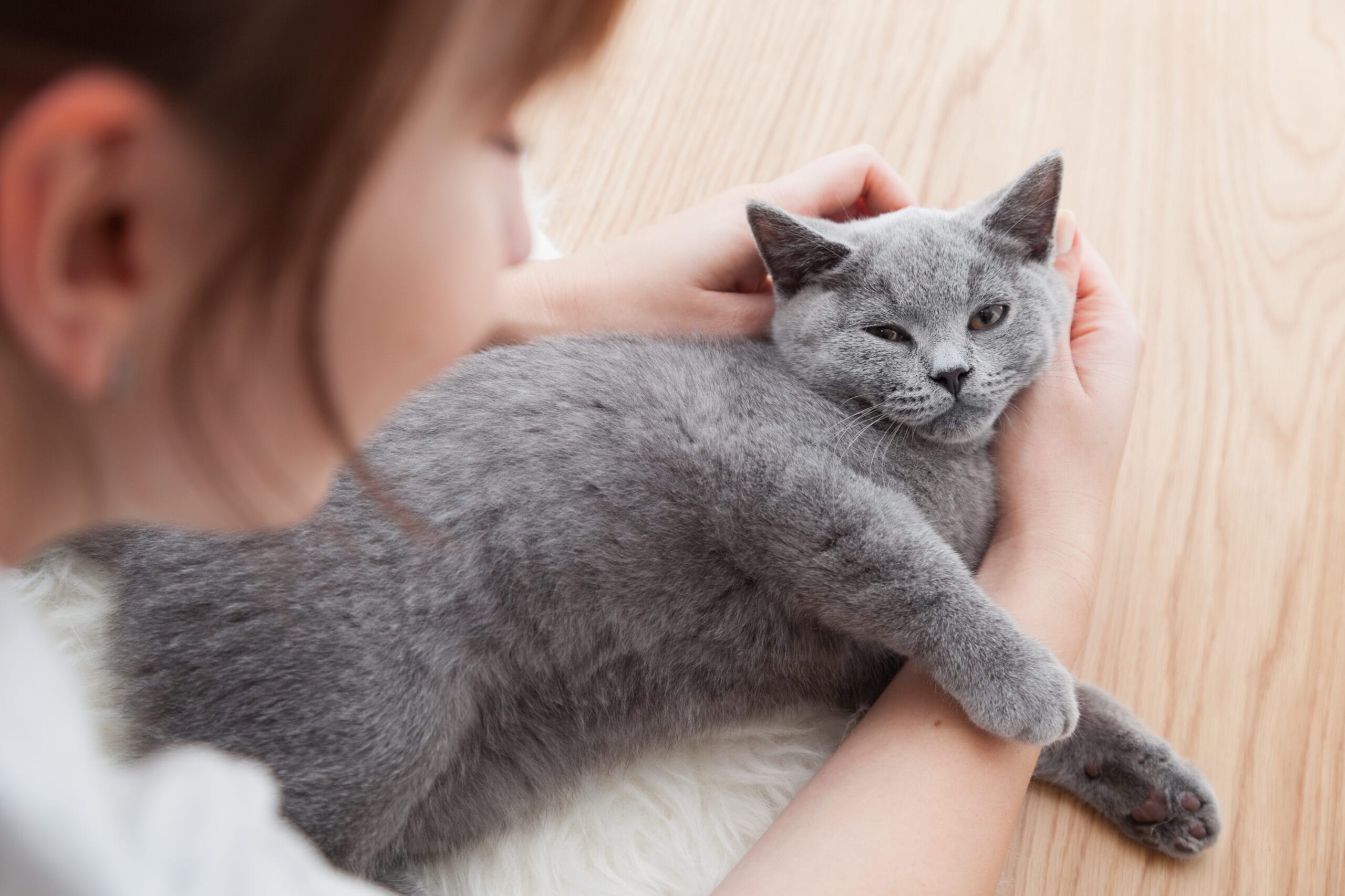 Purebred Russian Blue cat being pet by girl