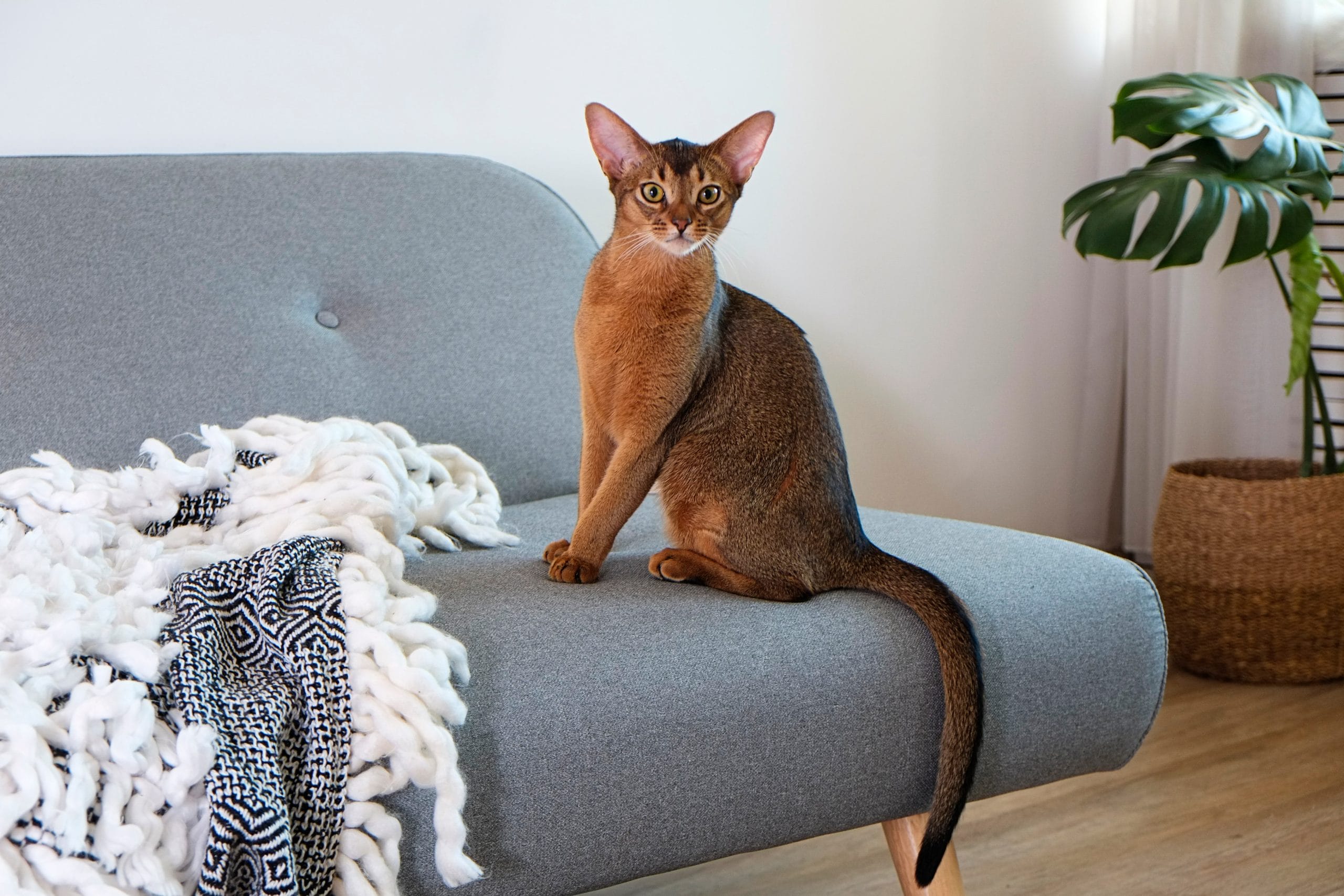 Abyssinian,Cat,At,Home,With,Her,Owner,At,Home.,Beautiful