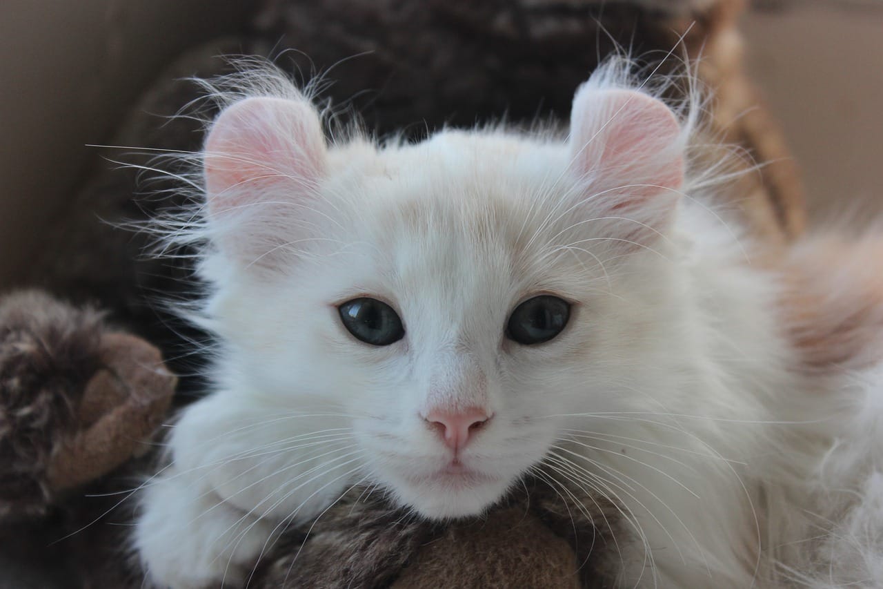American Curl 1