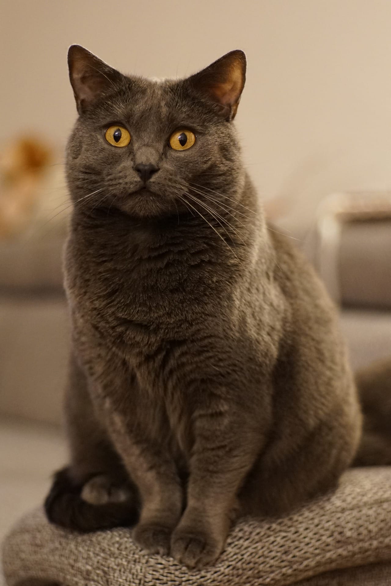 Chartreux 3