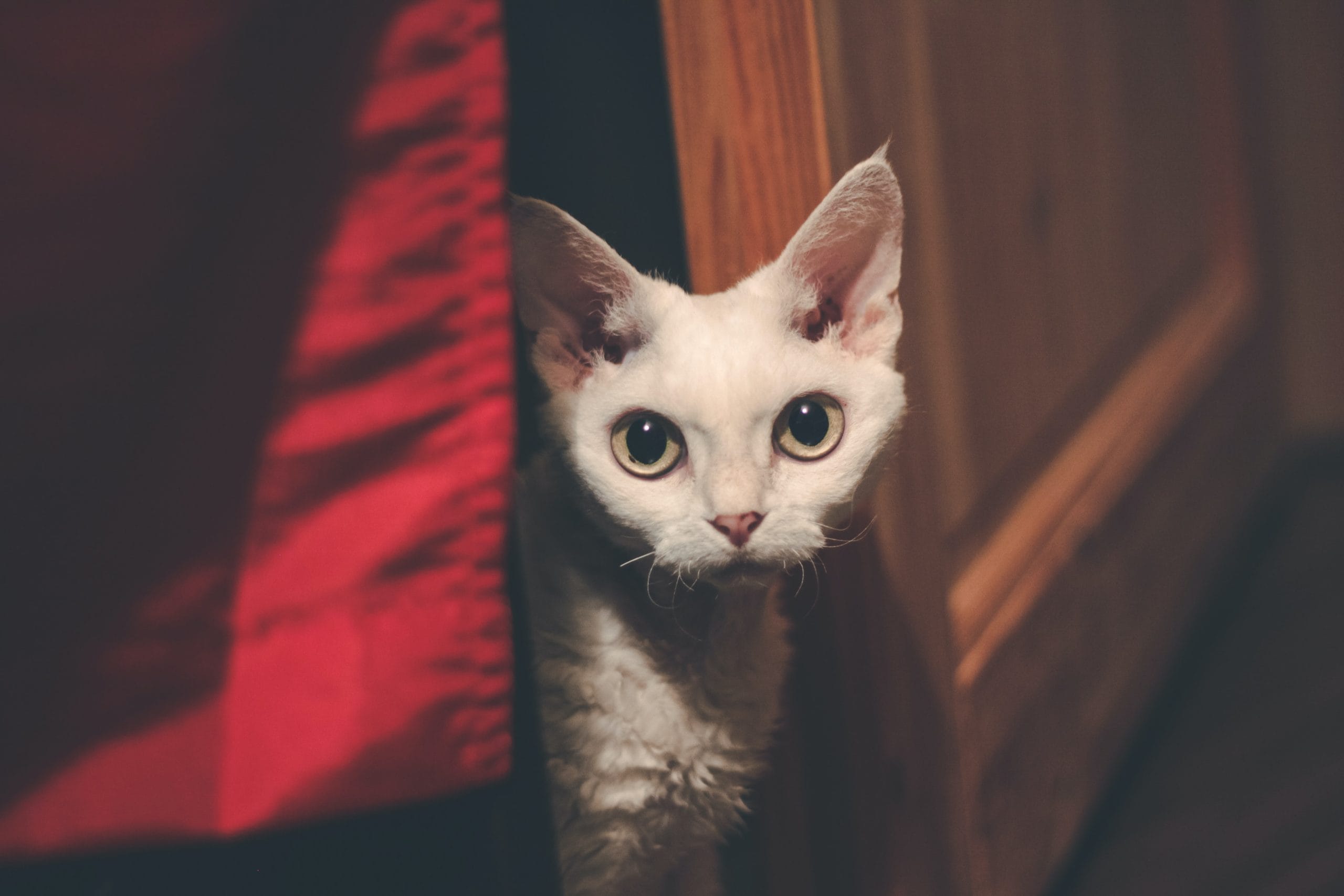 Devon Rex 2