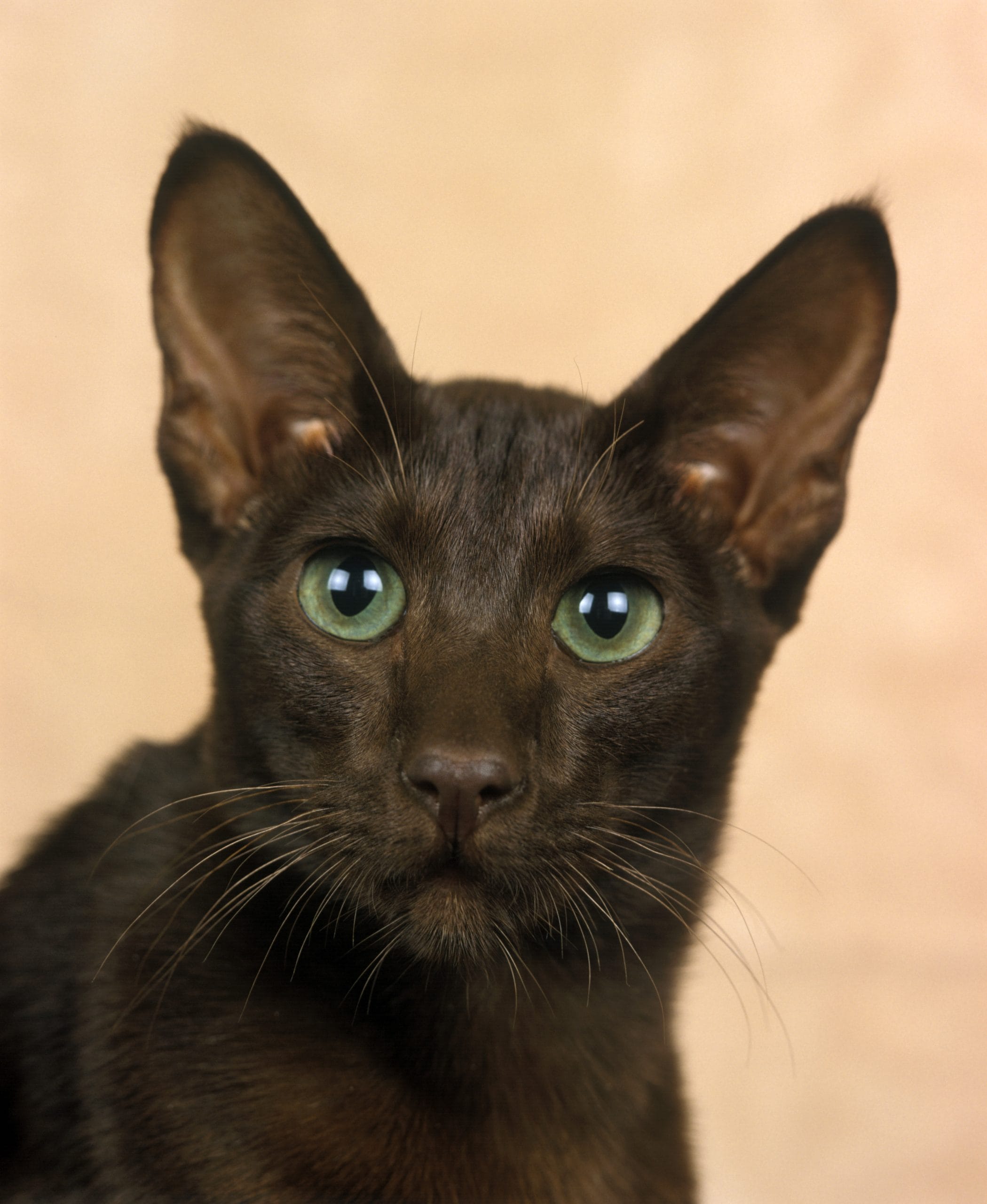 Havana,Brown,Domestic,Cat,,Portrait,Of,Adult