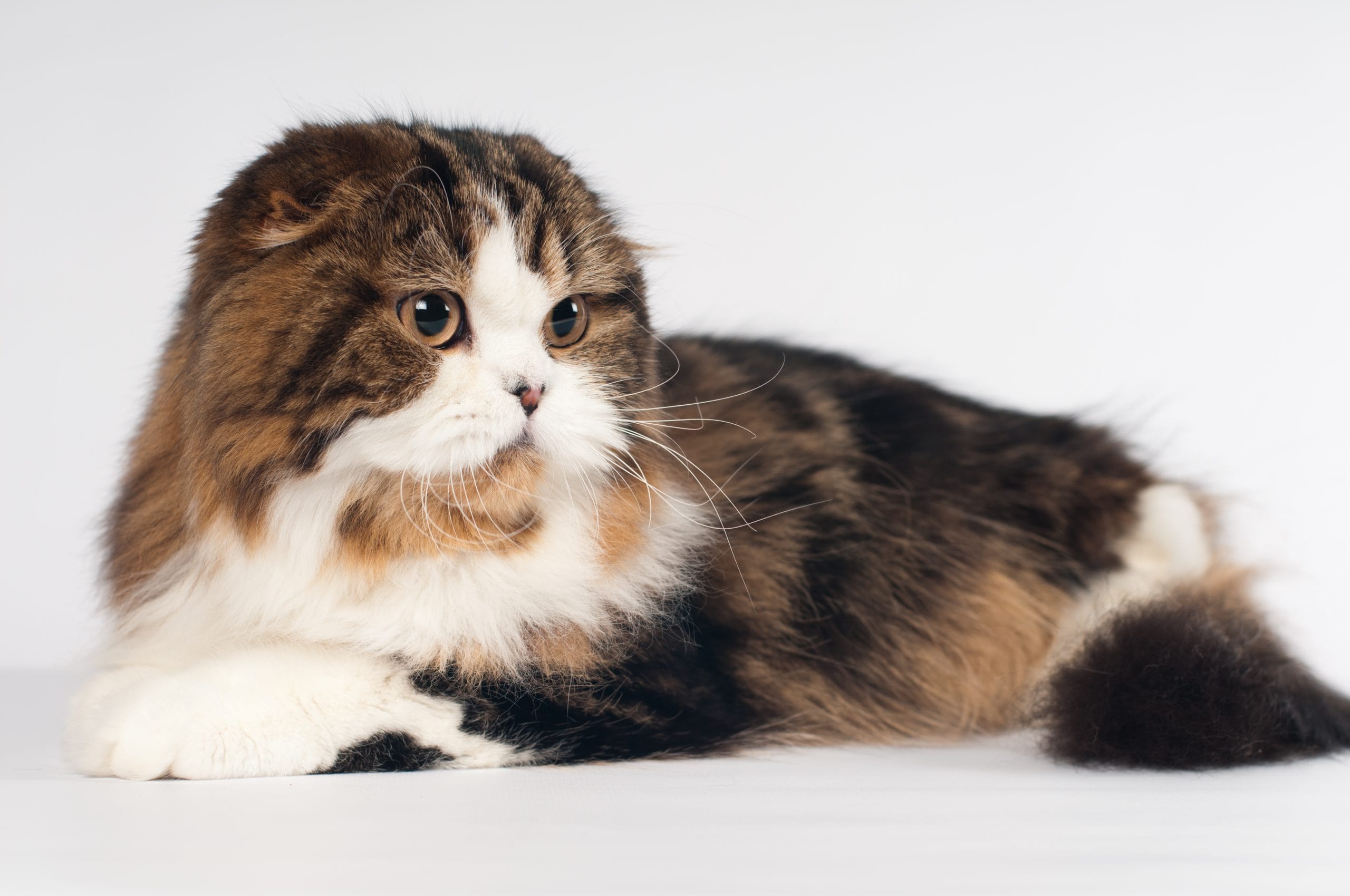 Scottish,Fold,Highland,Straight,Cat,Portrait,On,White,Background