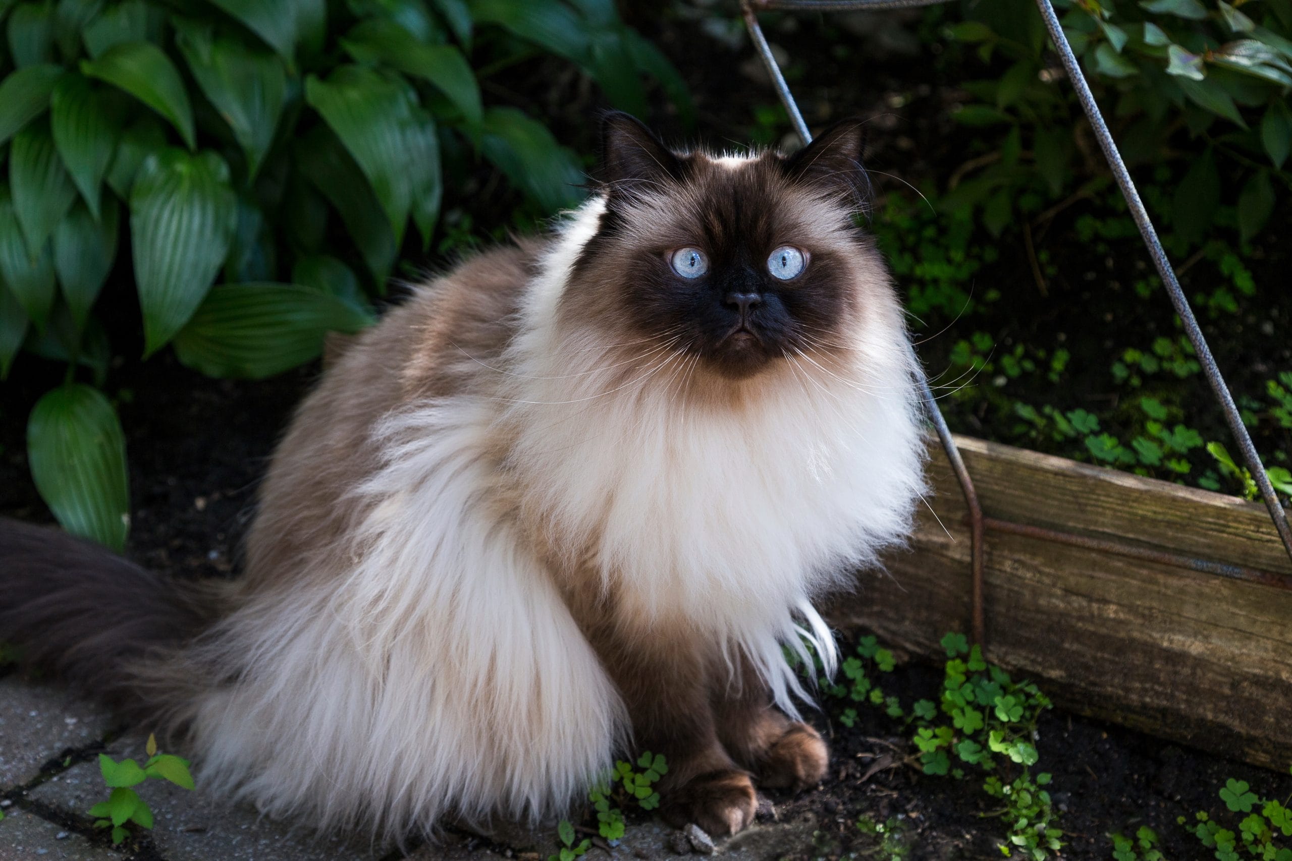 Chocolate,Point,Doll-faced,Himalayan,Cat,With,Striking,Light,Blue,Eyes