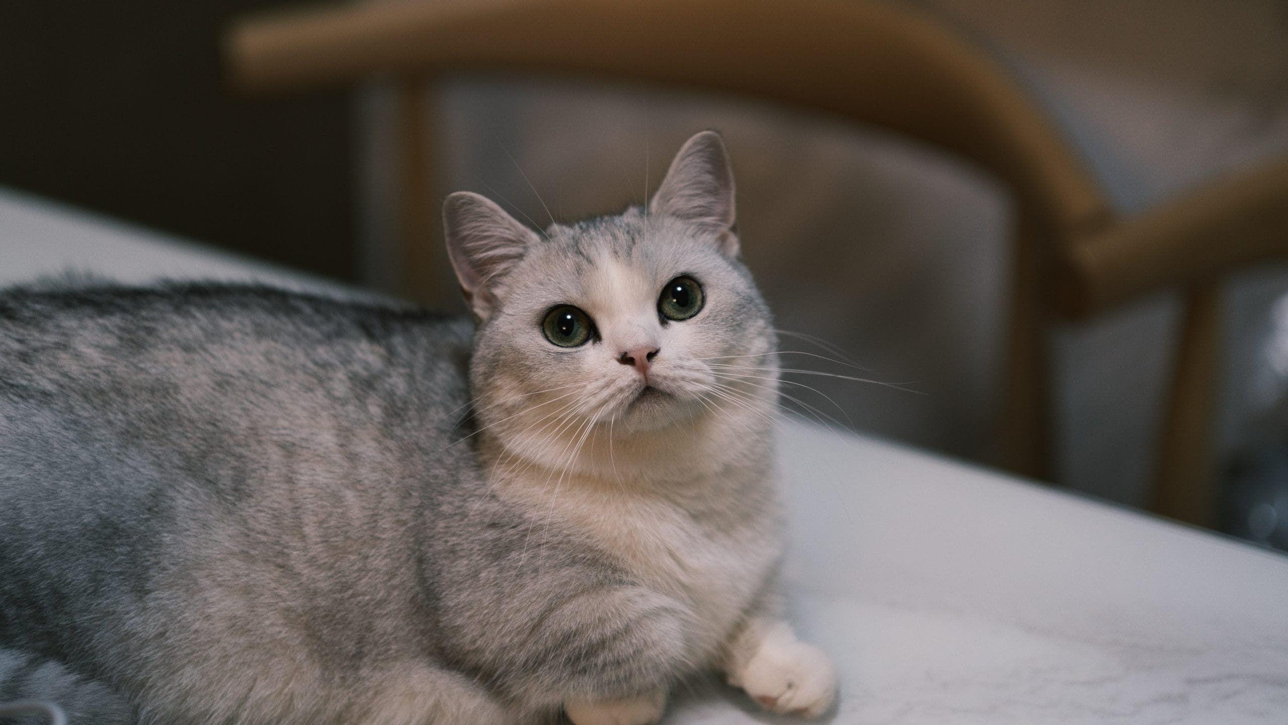 Munchkin cat breed
