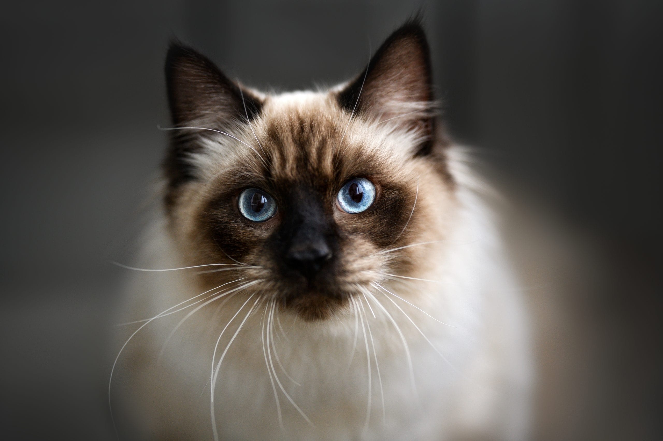 Close,Up,Portrait,Of,A,Young,Ragdoll,Cat