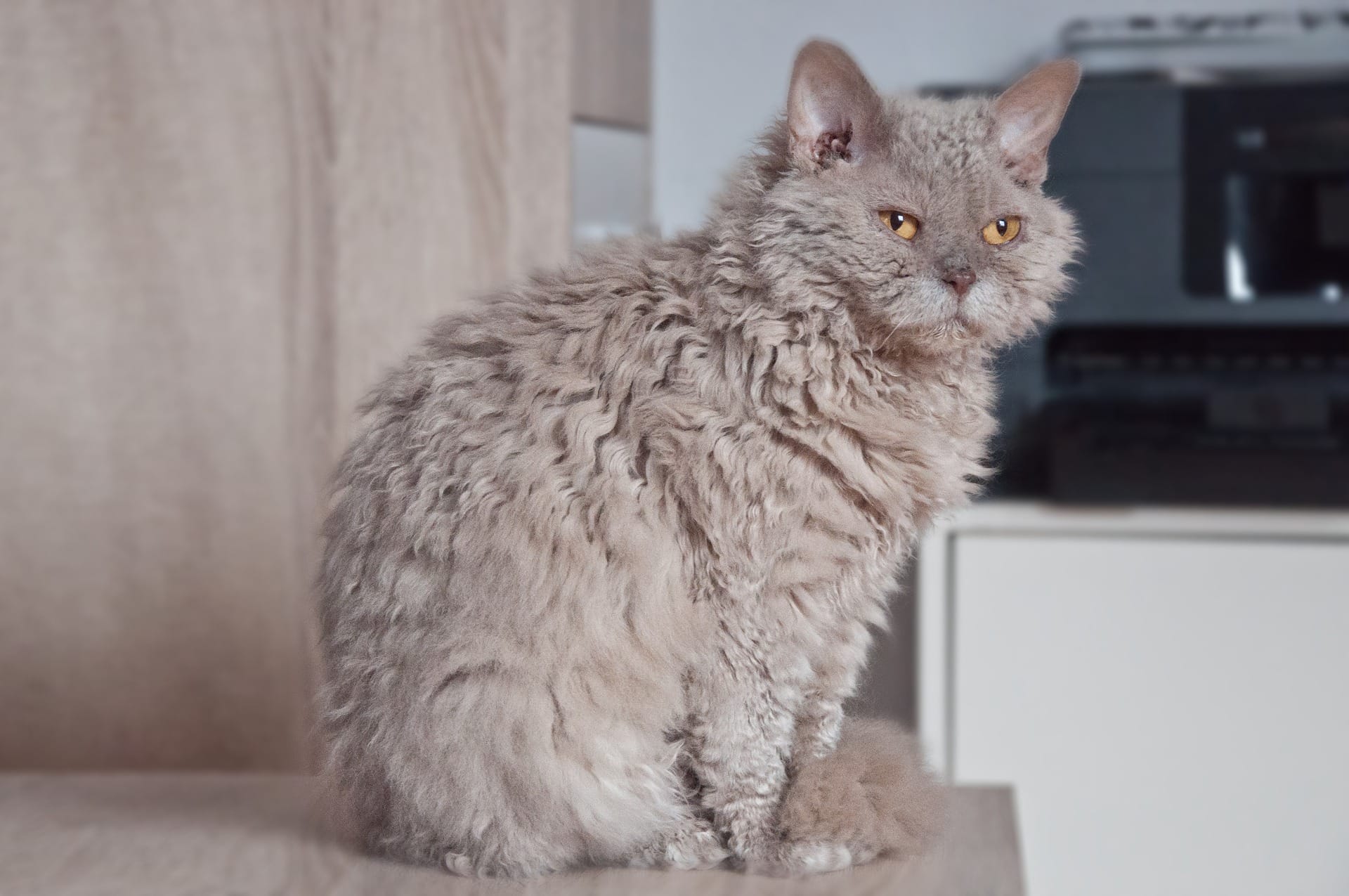 Selkirk Rex 1