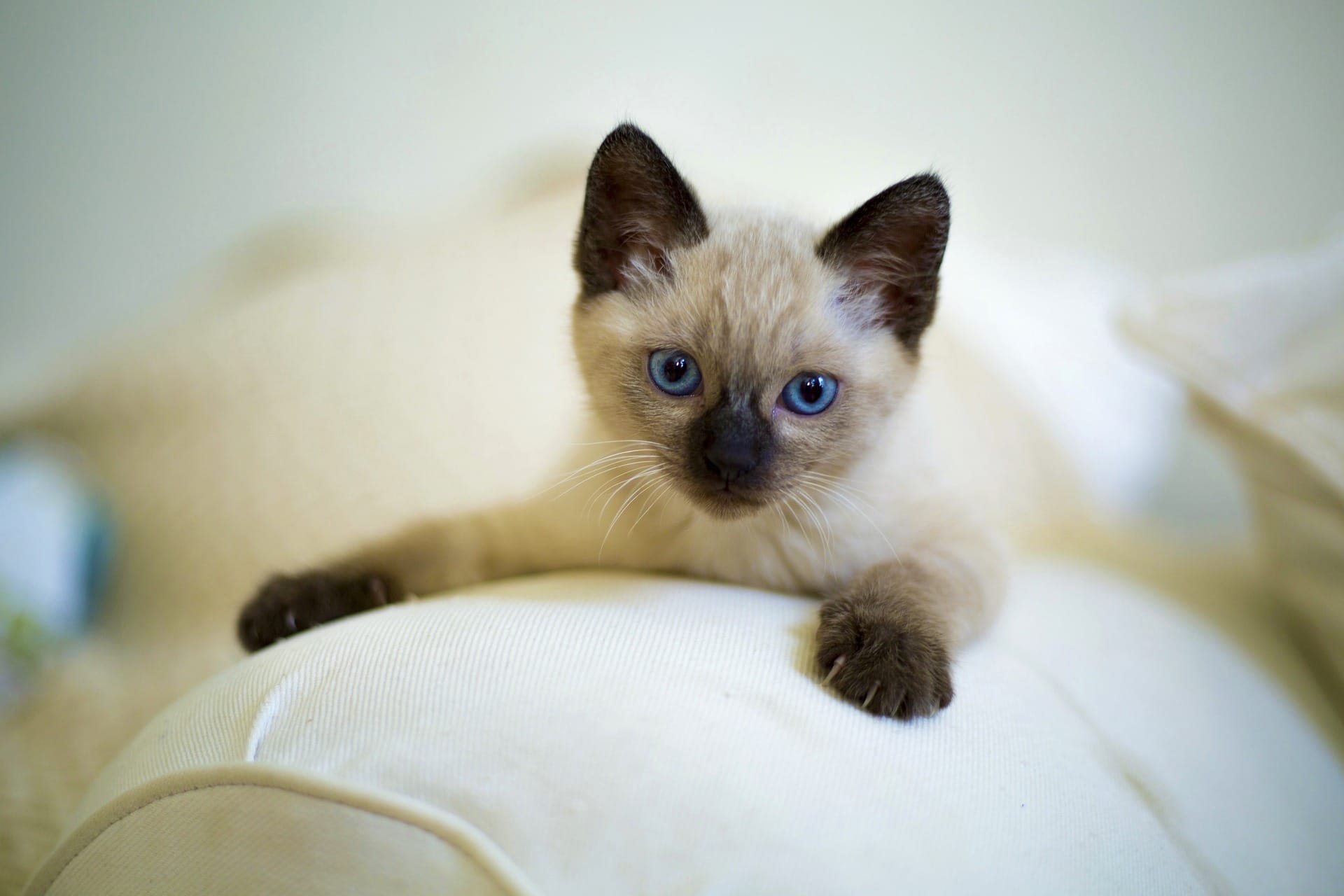 Thai Cat 1