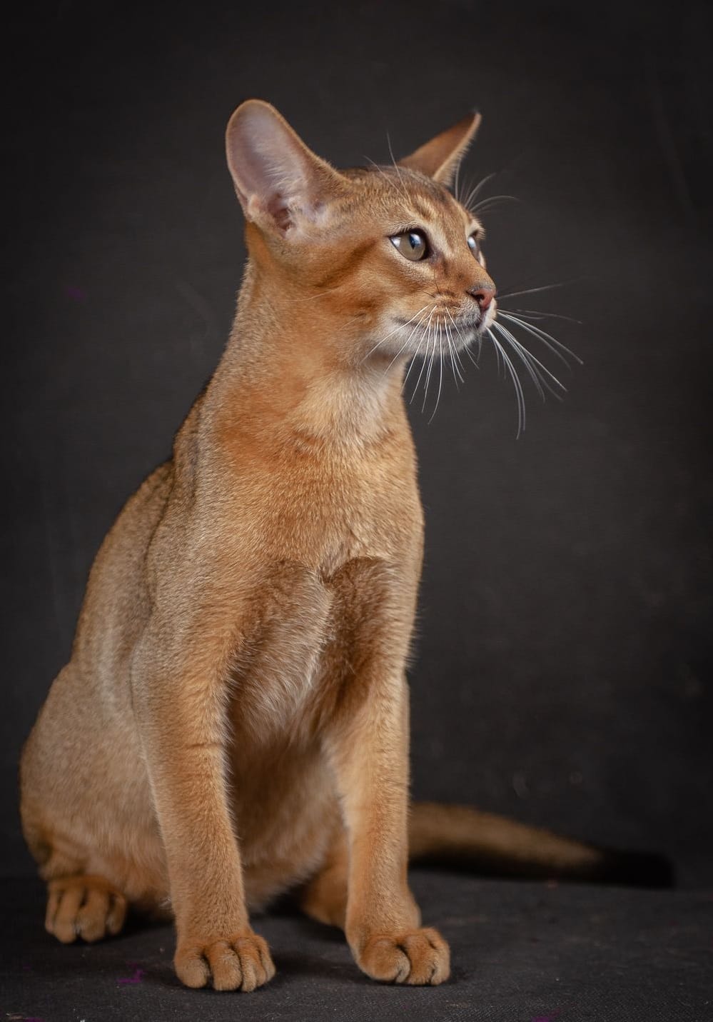 Ruby Abyssinian