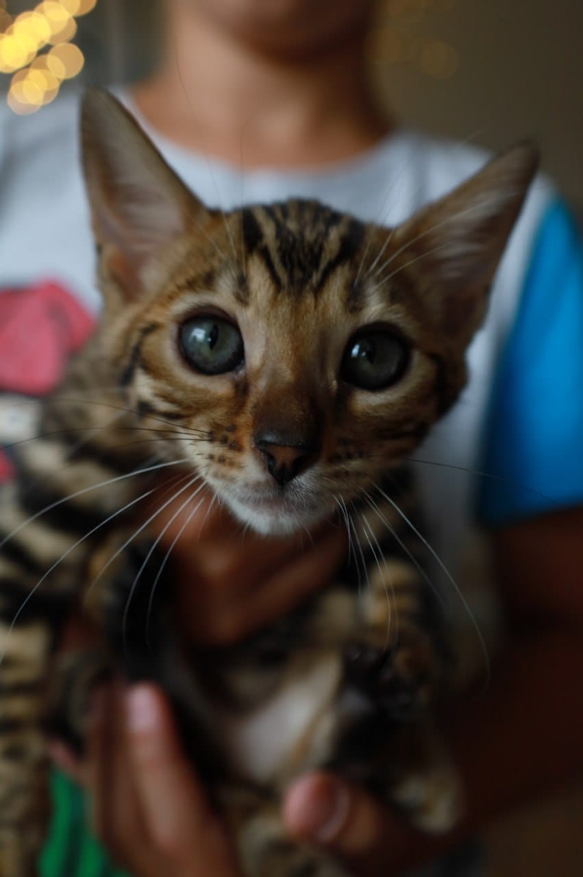 Serena Bengal