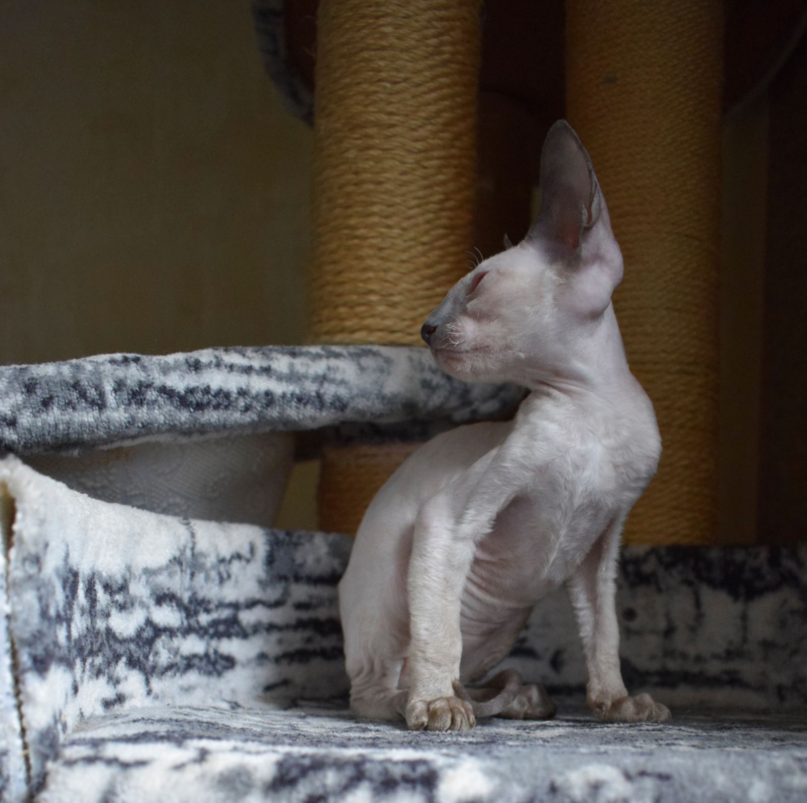 Fortuna Cornish Rex