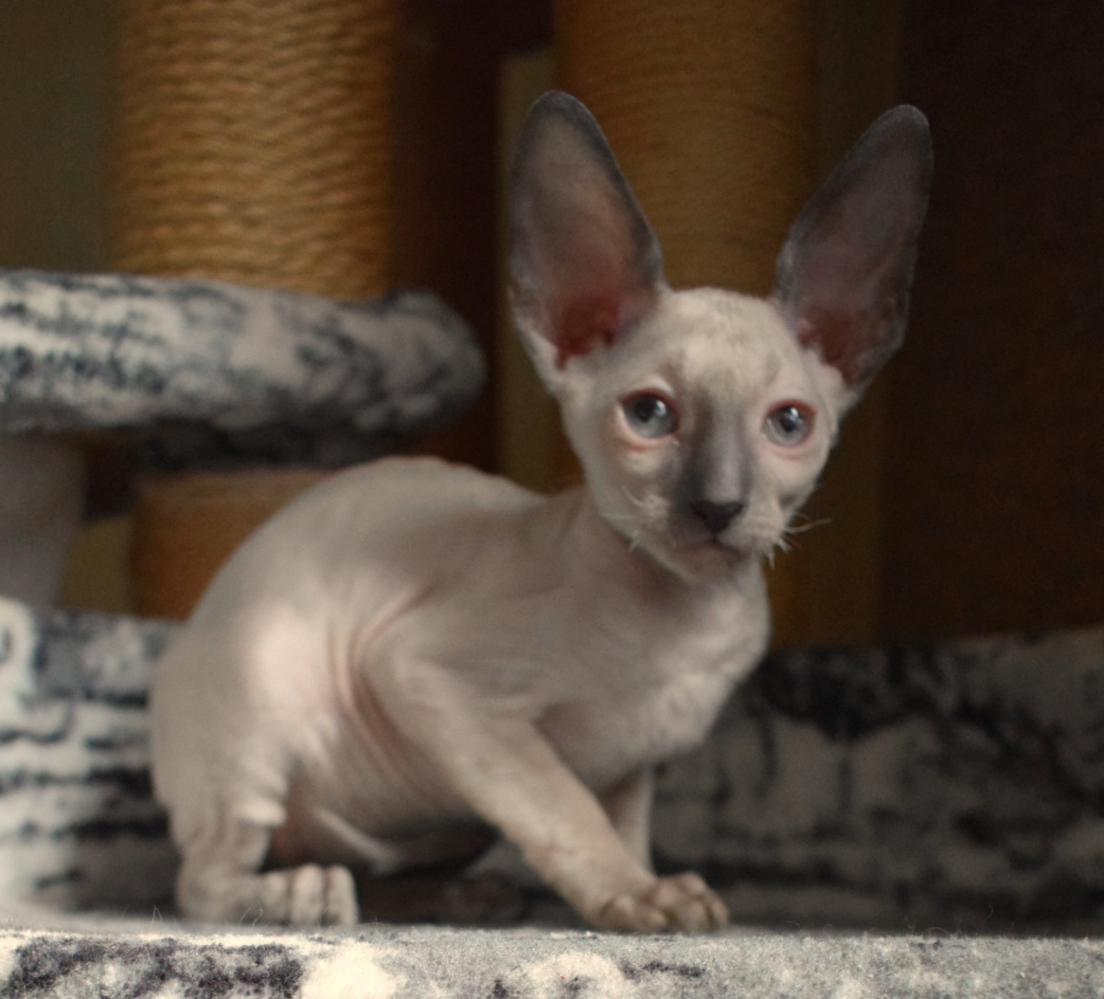 Fortuna Cornish Rex