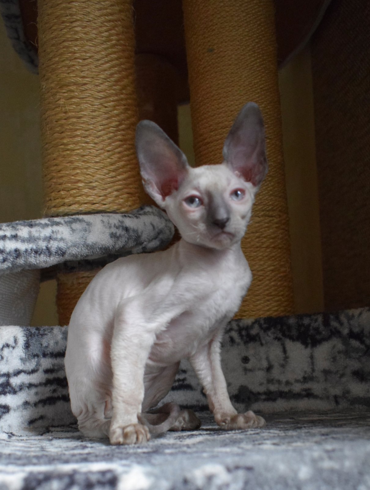 Fortuna Cornish Rex