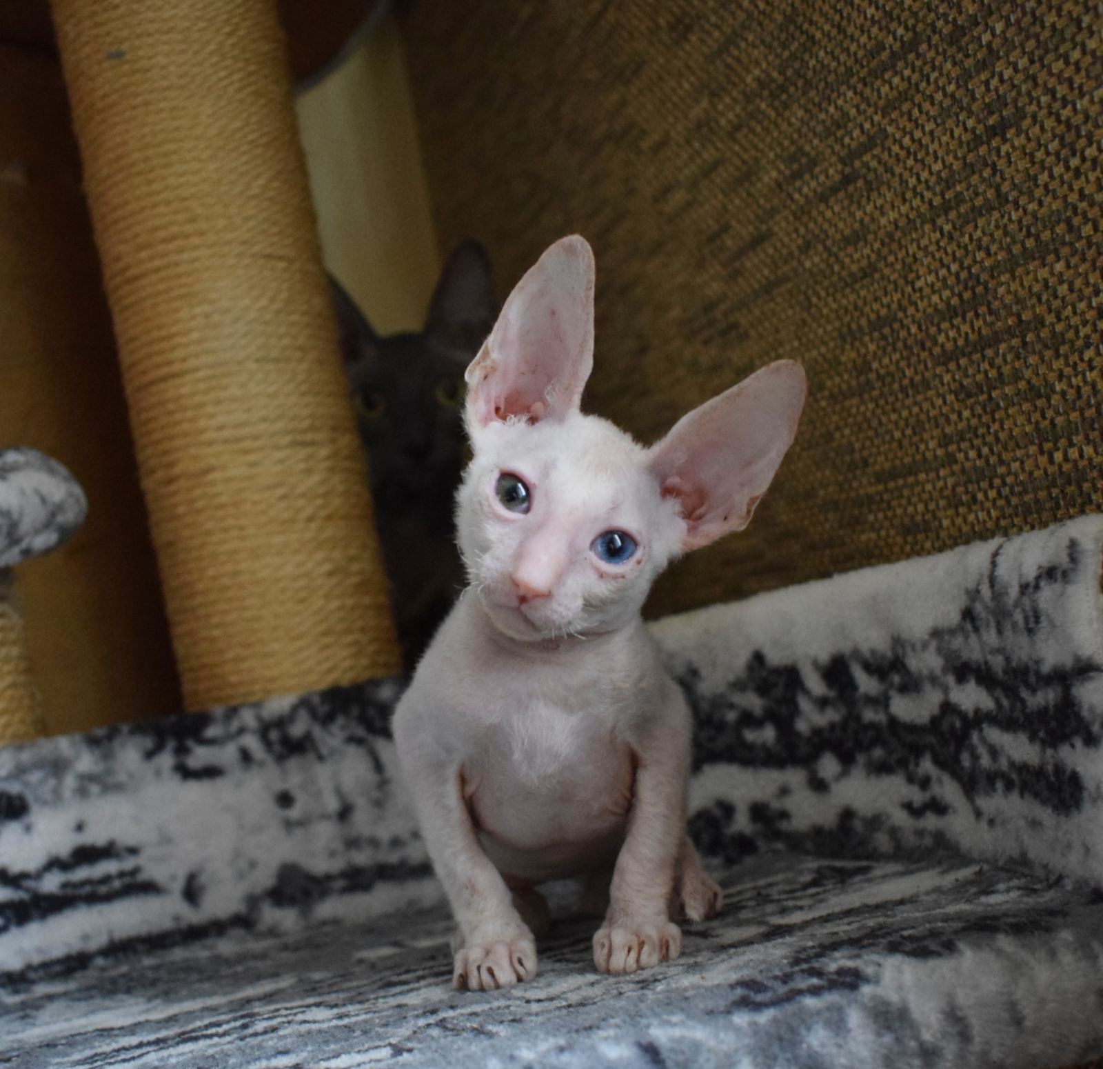 Suzanne Cornish Rex