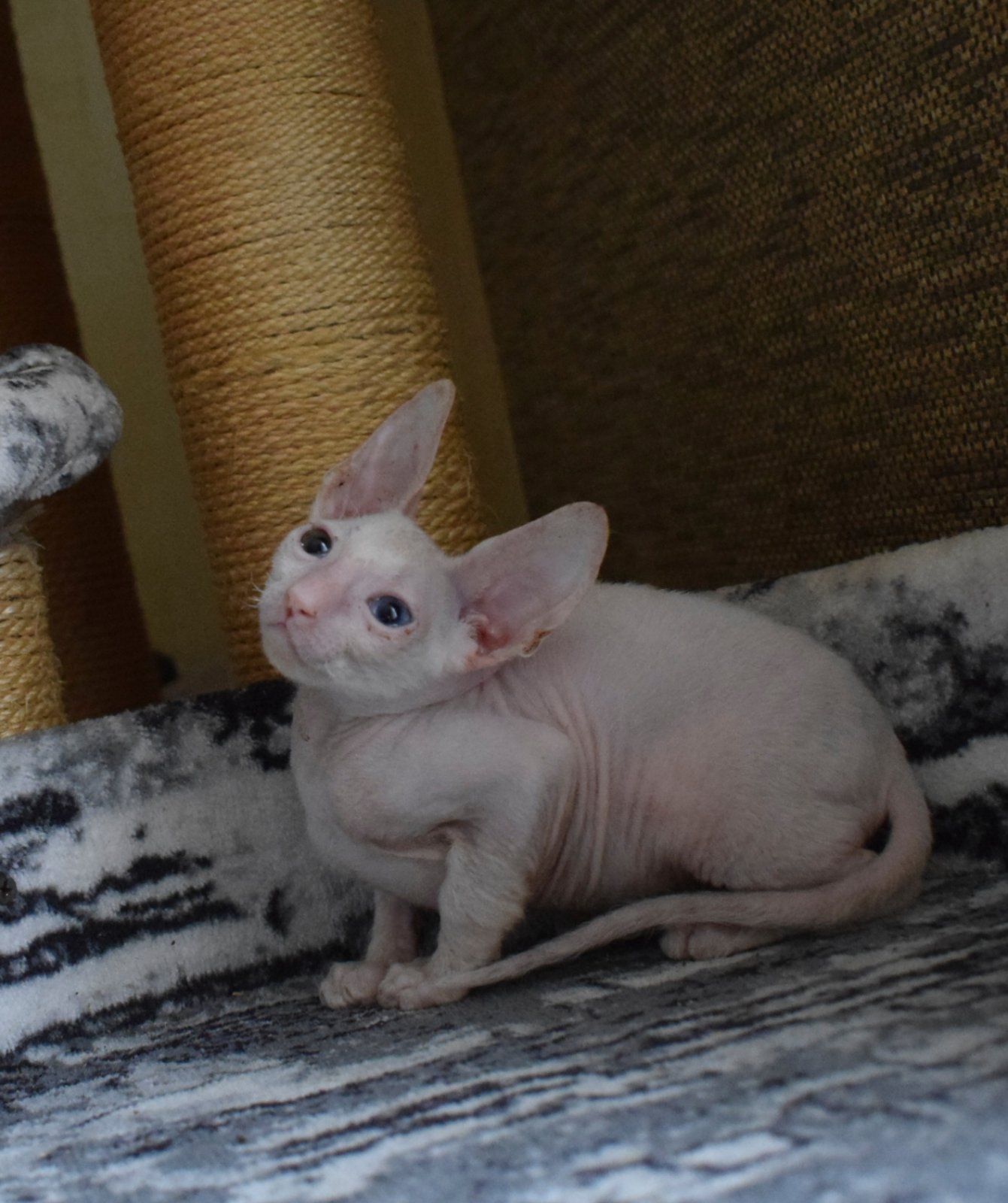 Suzanne Cornish Rex