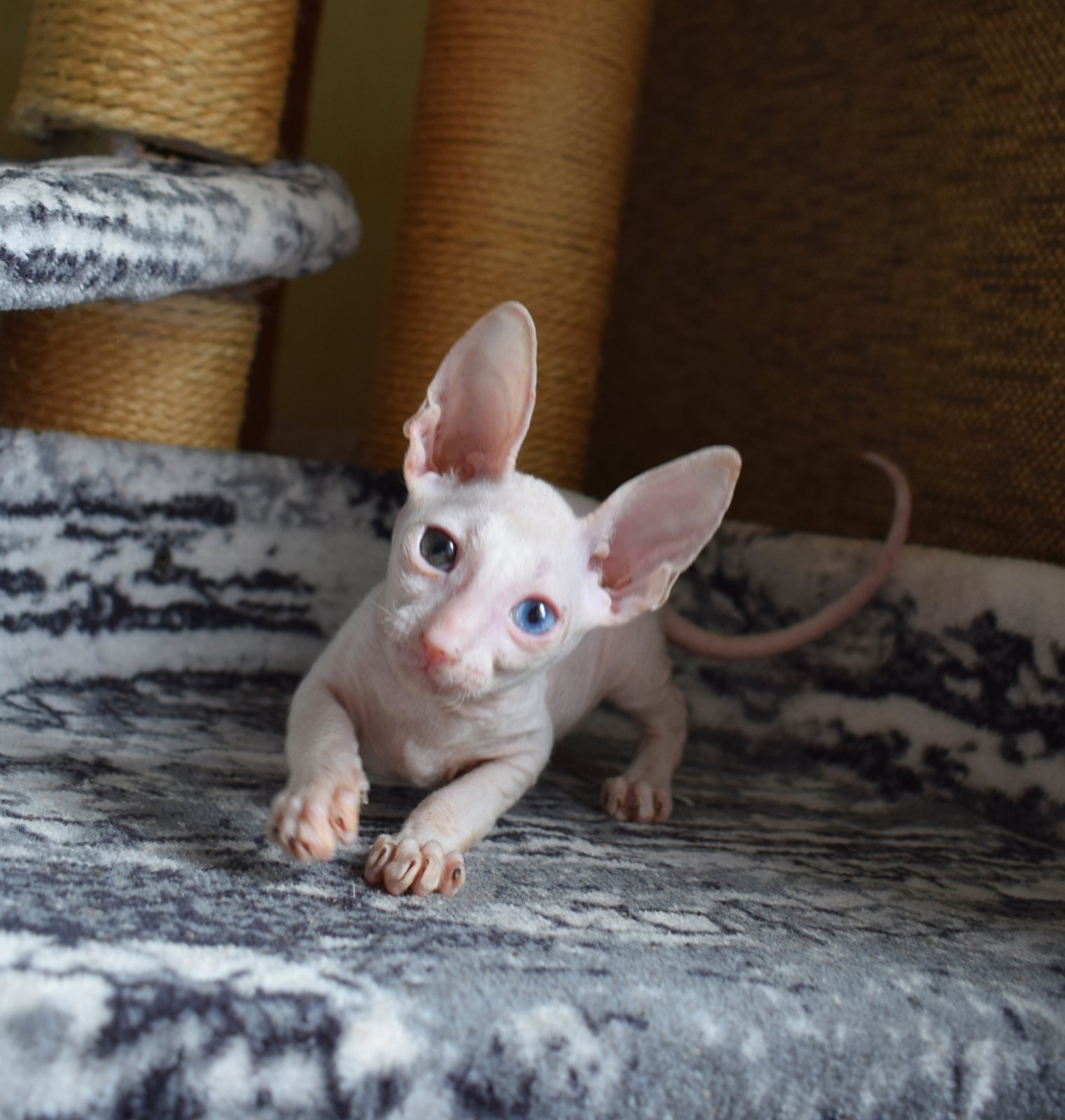 Sapfir Cornish Rex