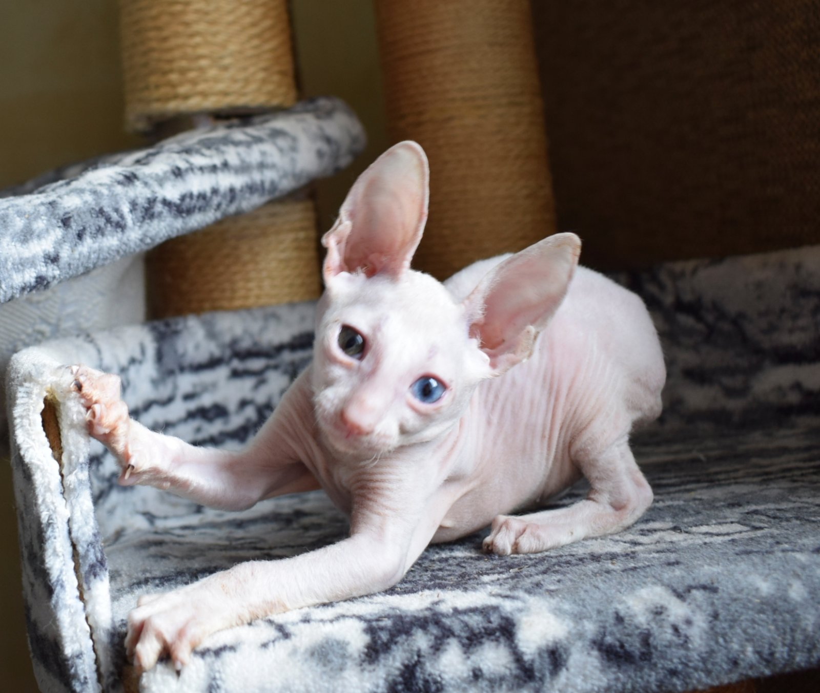 Sapfir Cornish Rex