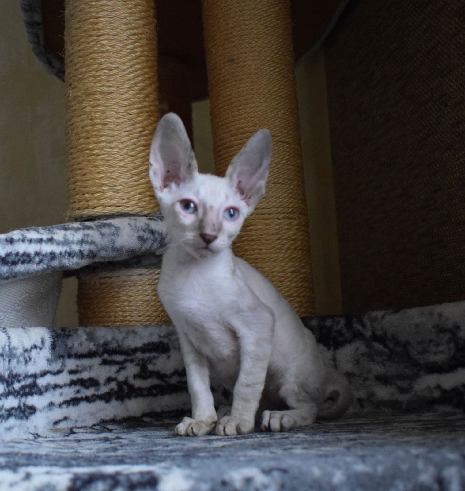 Faraon Cornish Rex