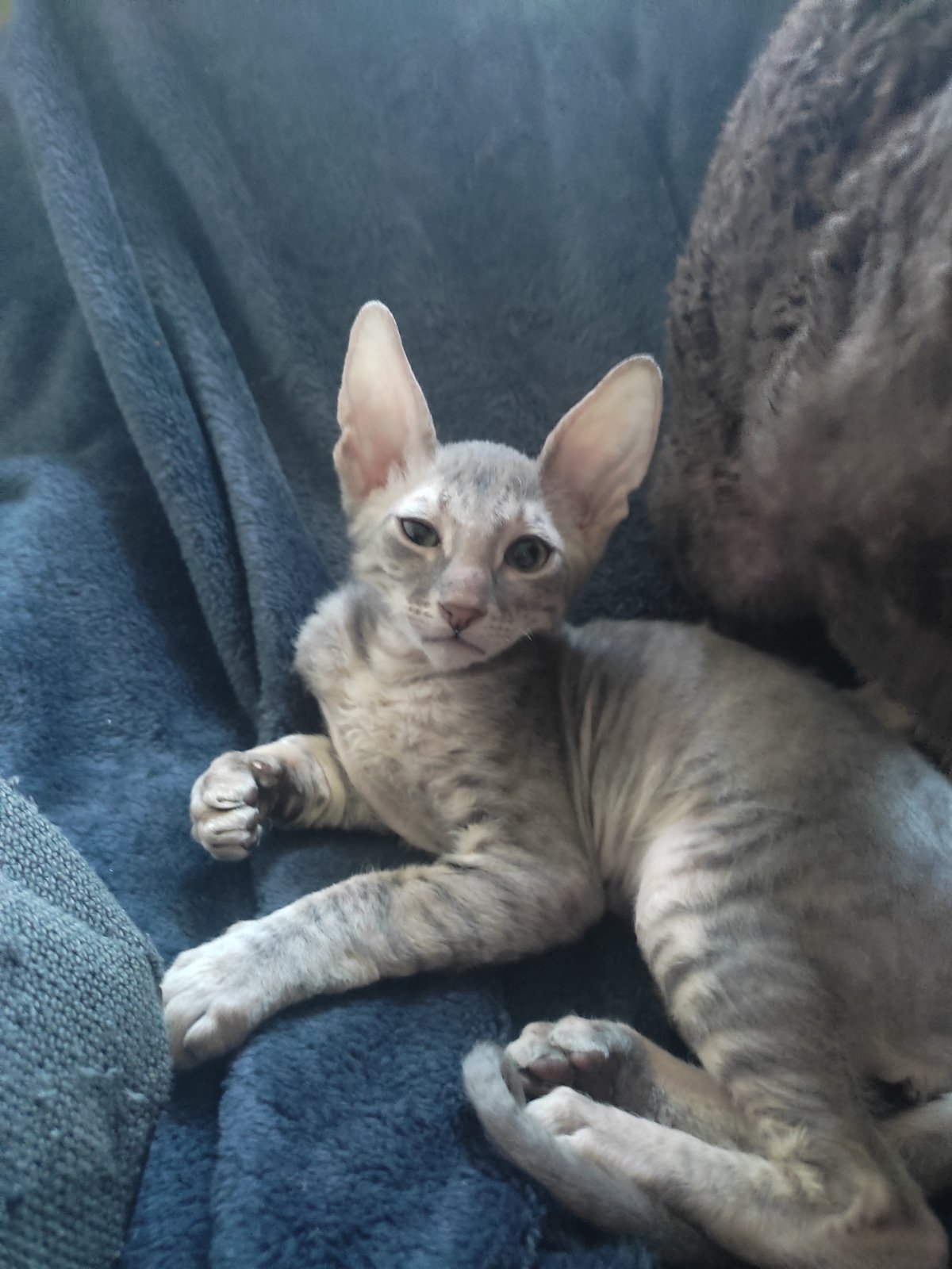 Topaz Cornish Rex