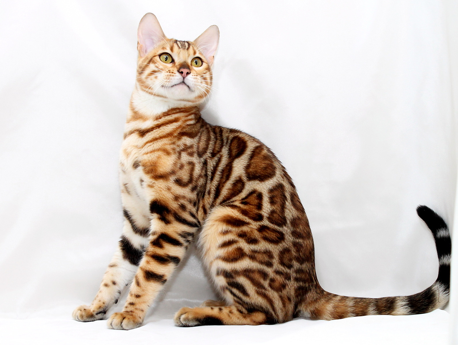 Cooper Bengal