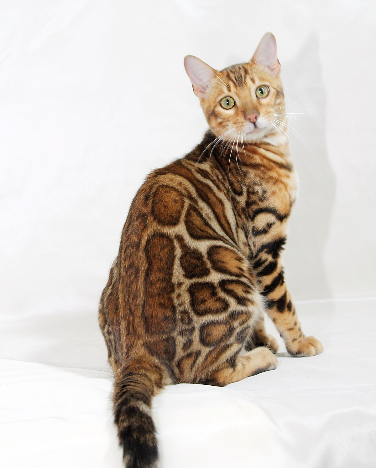 Hardy Bengal