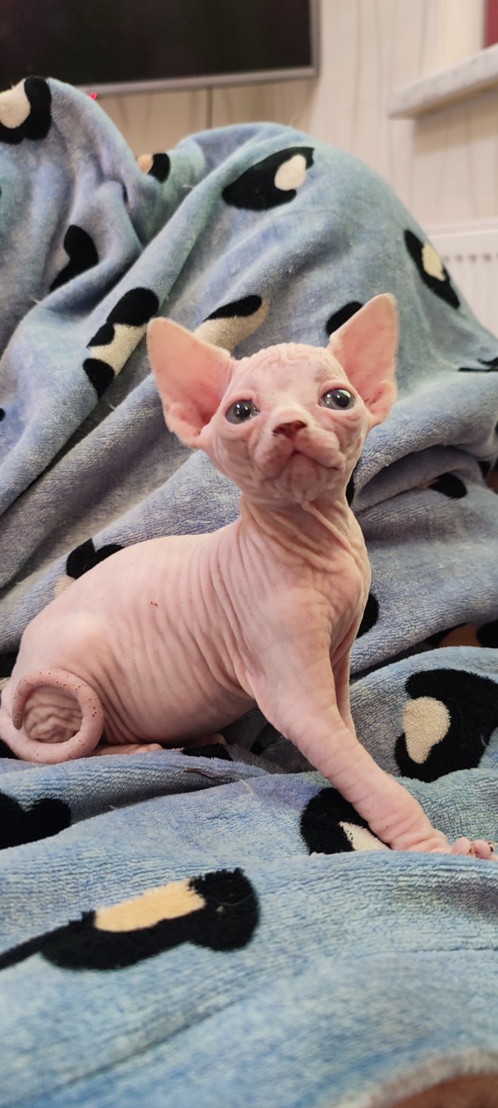 Sandrina Sphynx