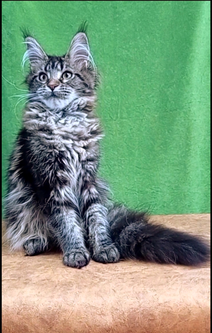 Indira Maine Coon