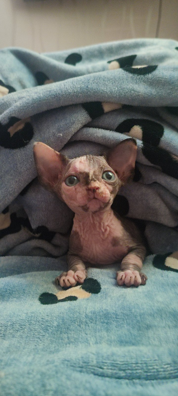 Selesta Sphynx