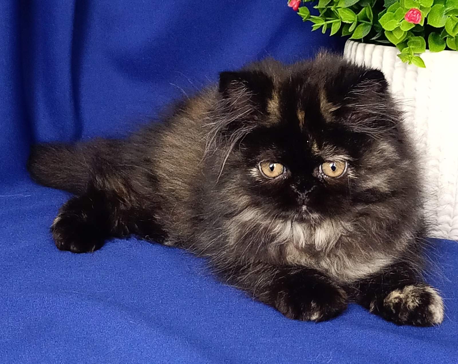 Peggy Persian