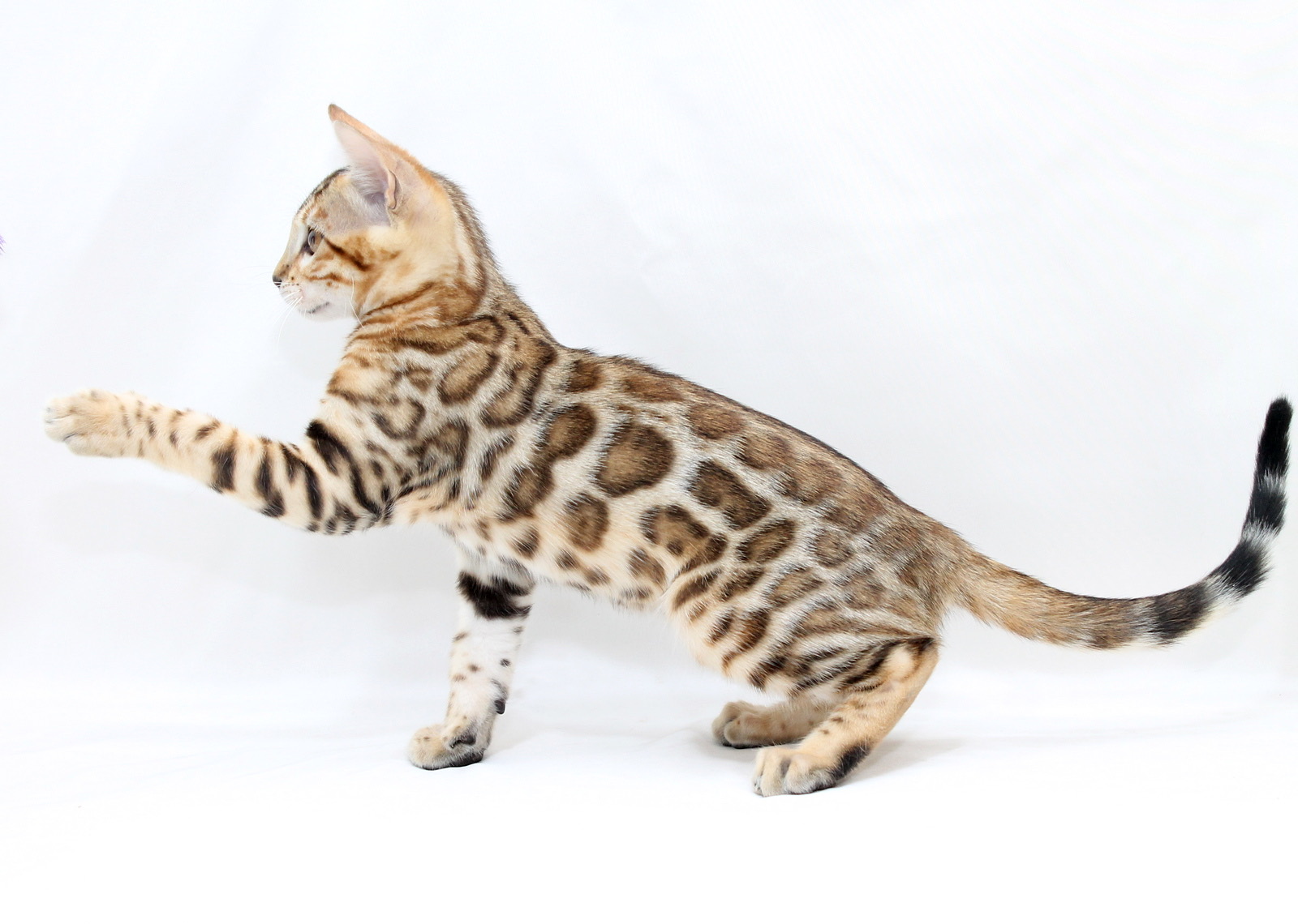 Cooper Bengal