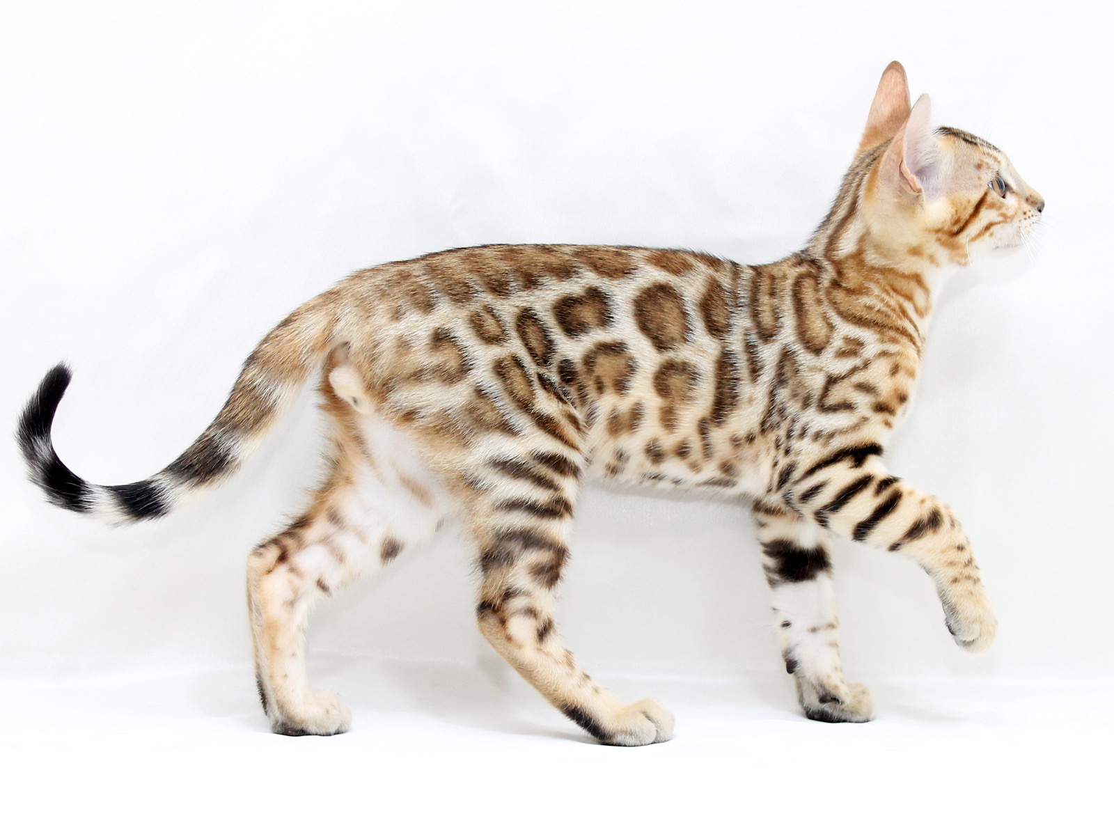 Cooper Bengal