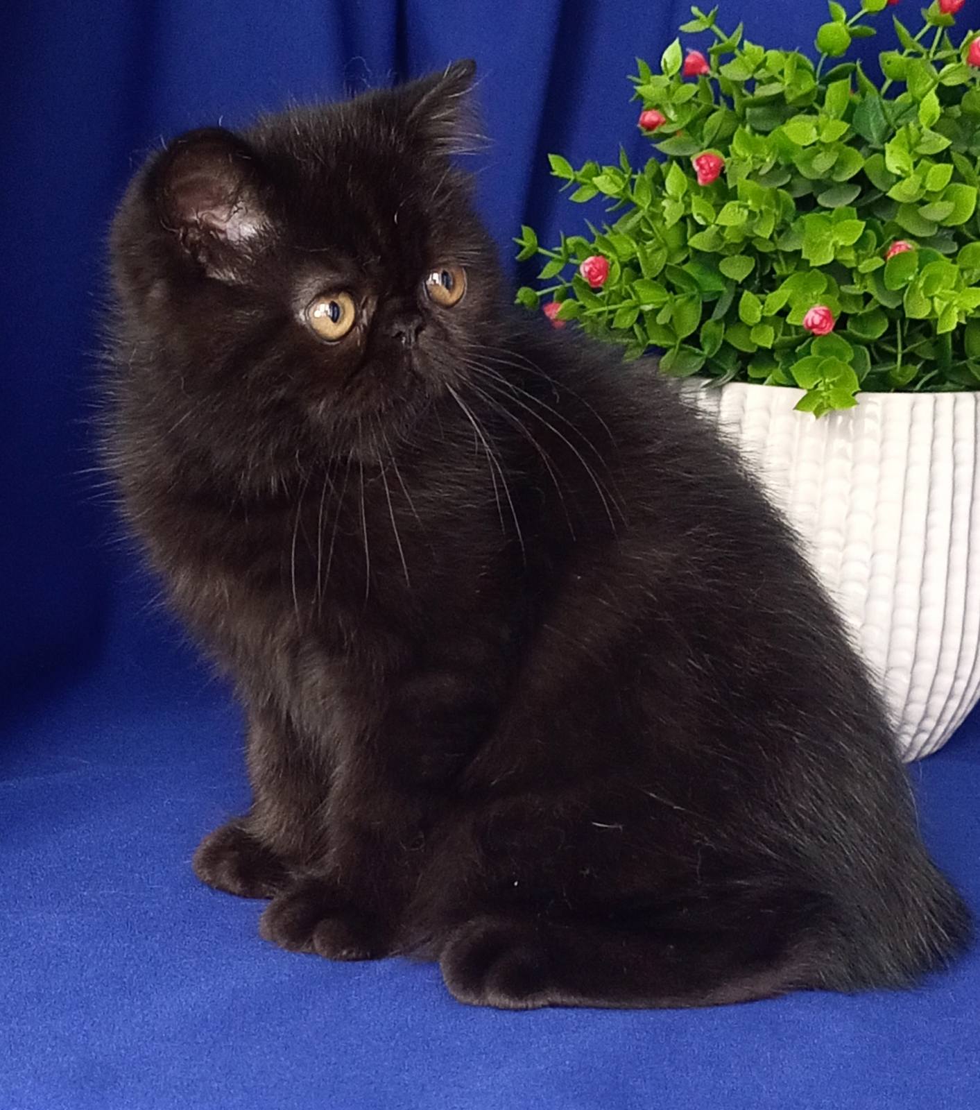 Pit Exotic Shorthair