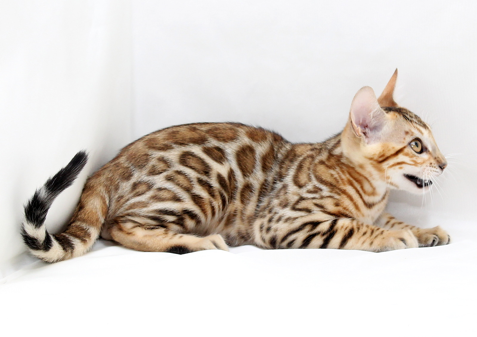 Cooper Bengal