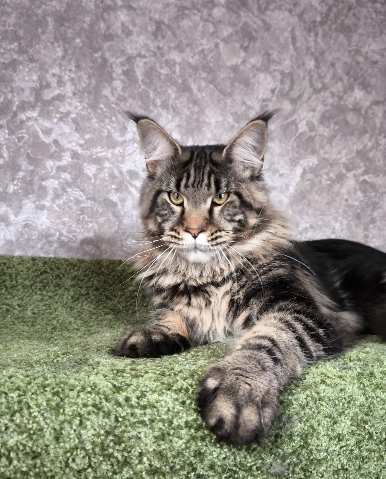 Winsent Maine Coon