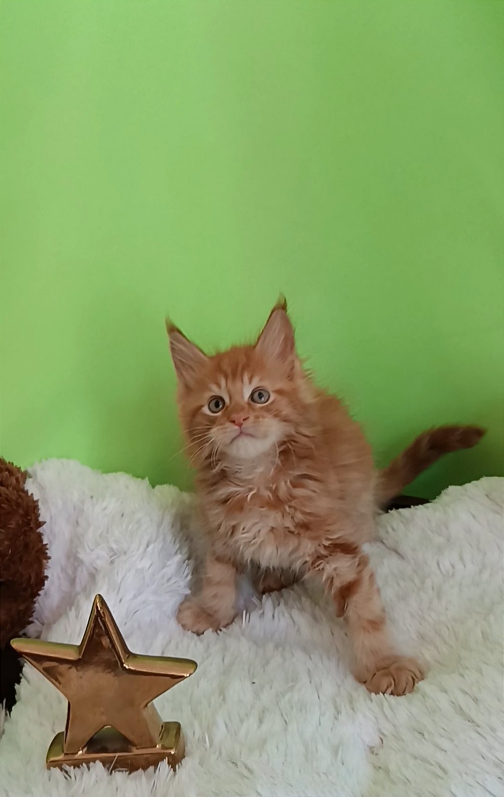 Viking Maine Coon