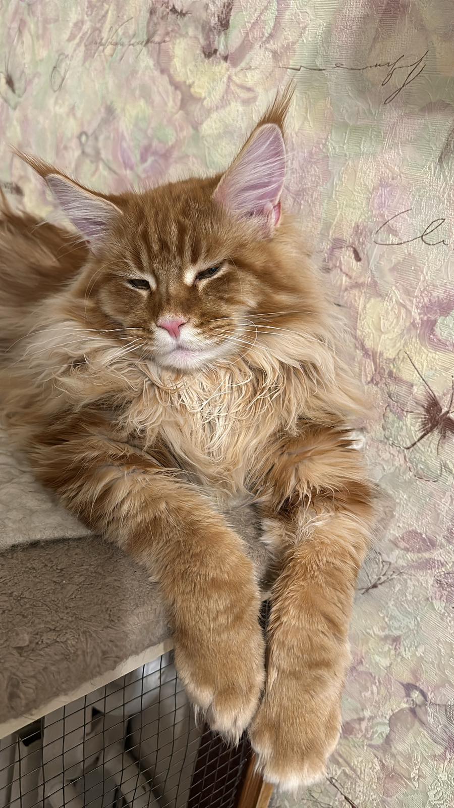 Wiking Maine Coon