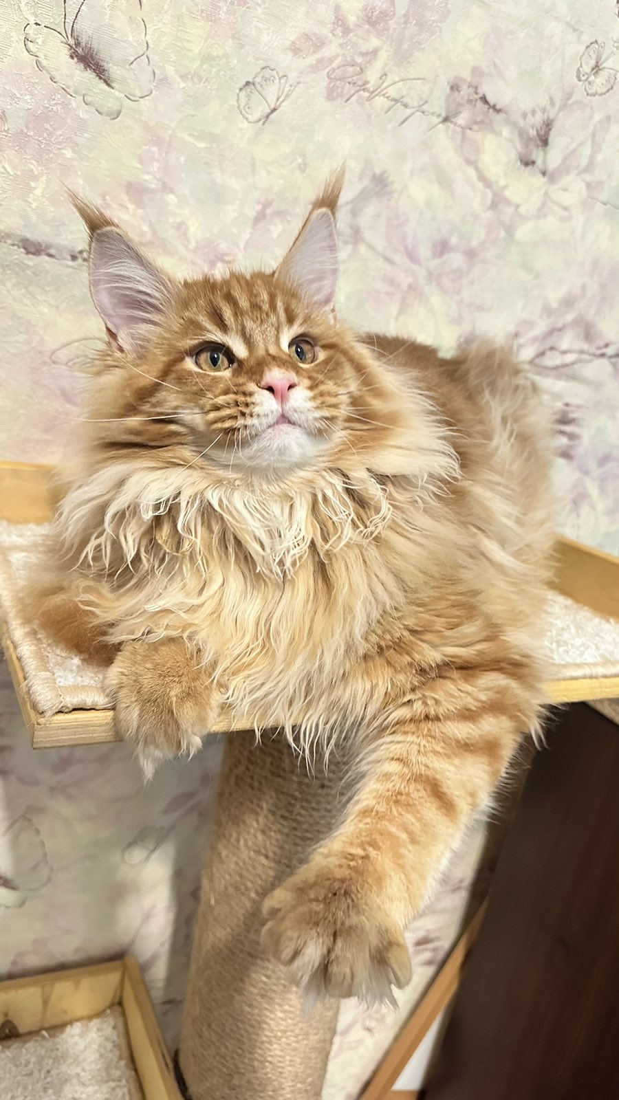 Wiking Maine Coon