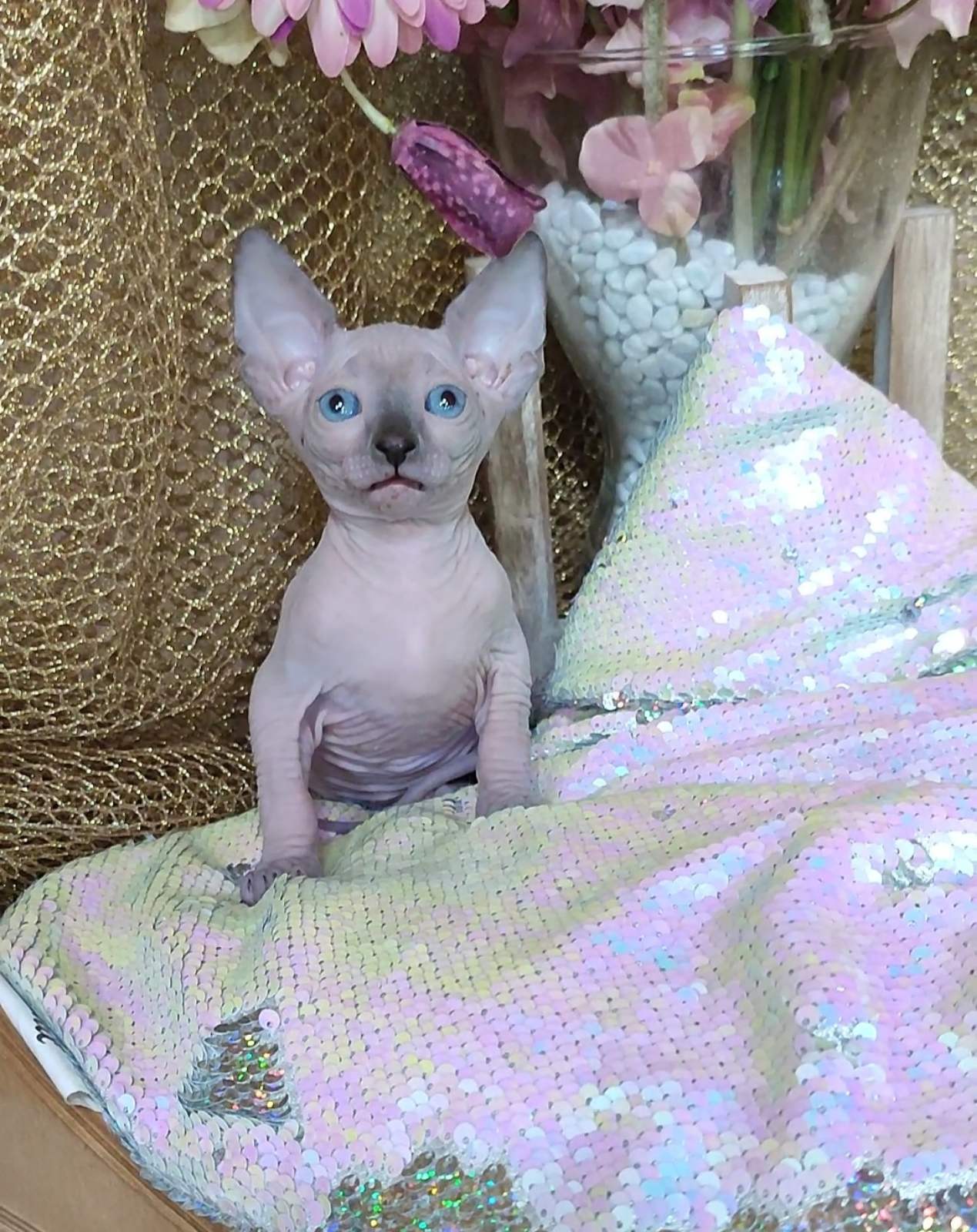 Salome Sphynx