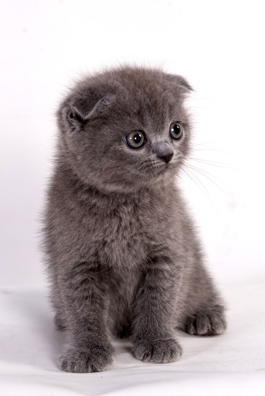 Samita Scottish Fold