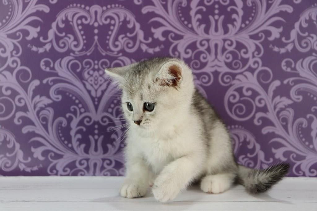 Tesla British Shorthair