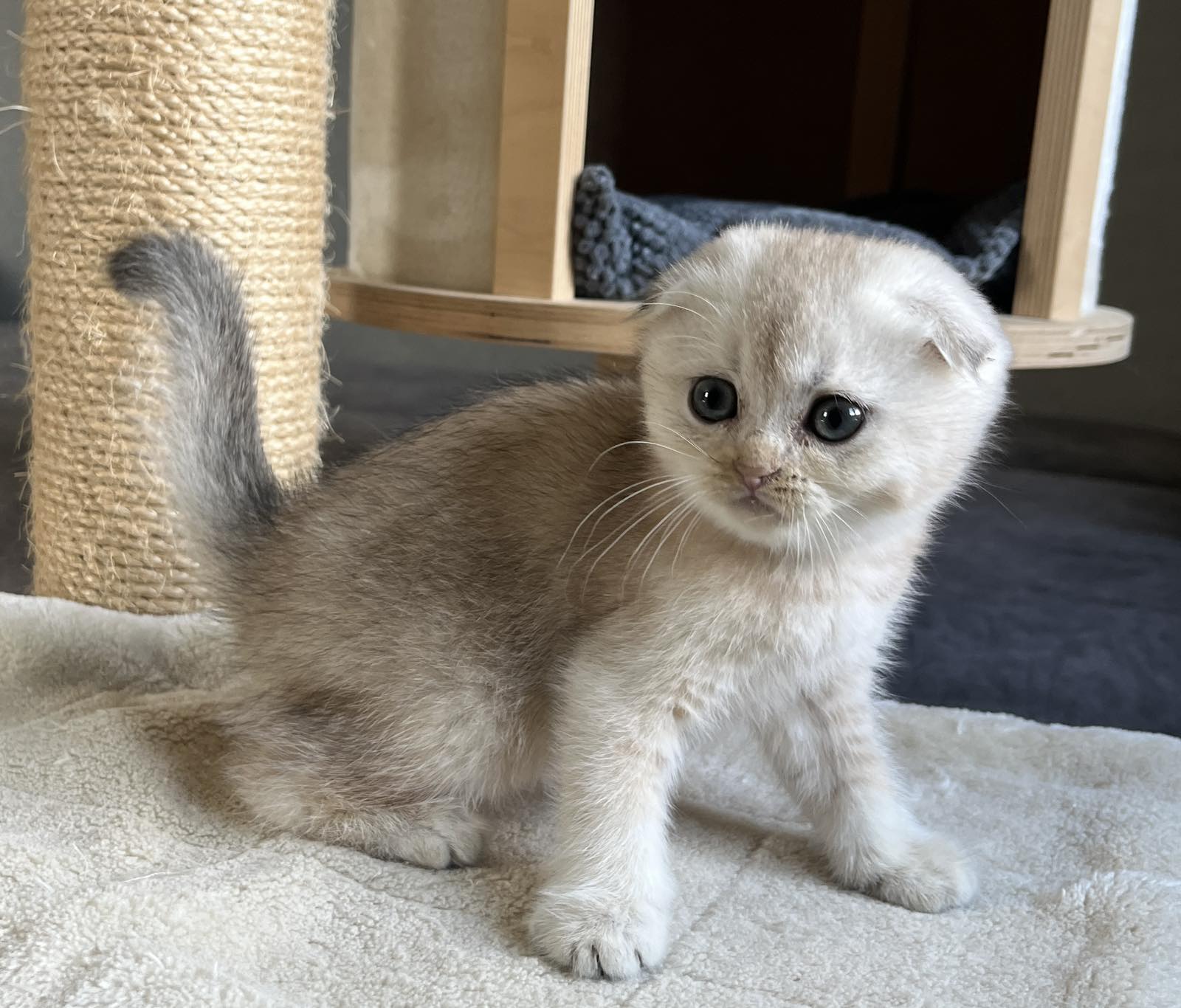 Ambassador Scottish Fold