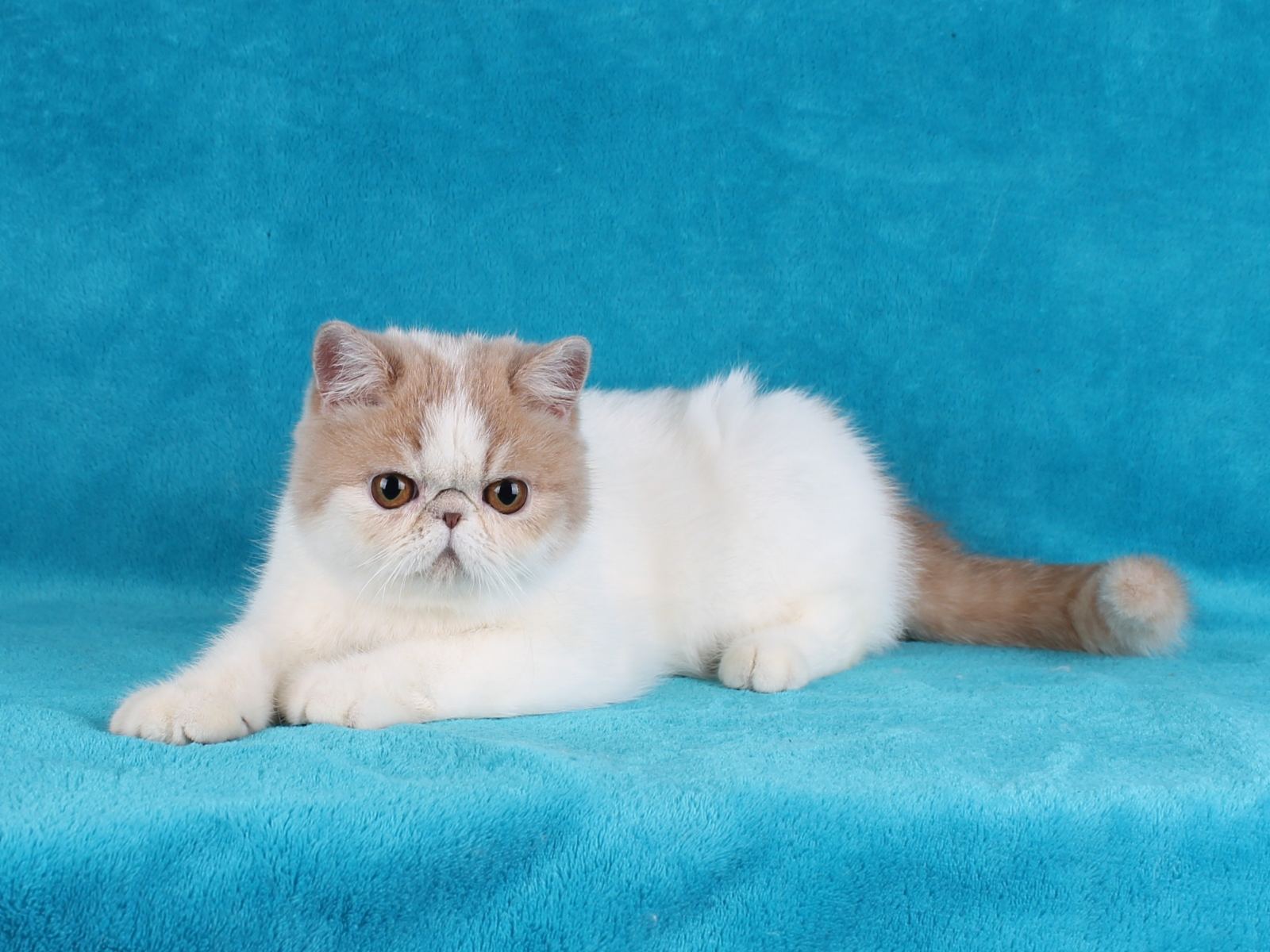 Yudzhin Exotic Shorthair